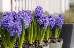 How to grow up hyacinth