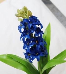 to grow up hyacinth at home